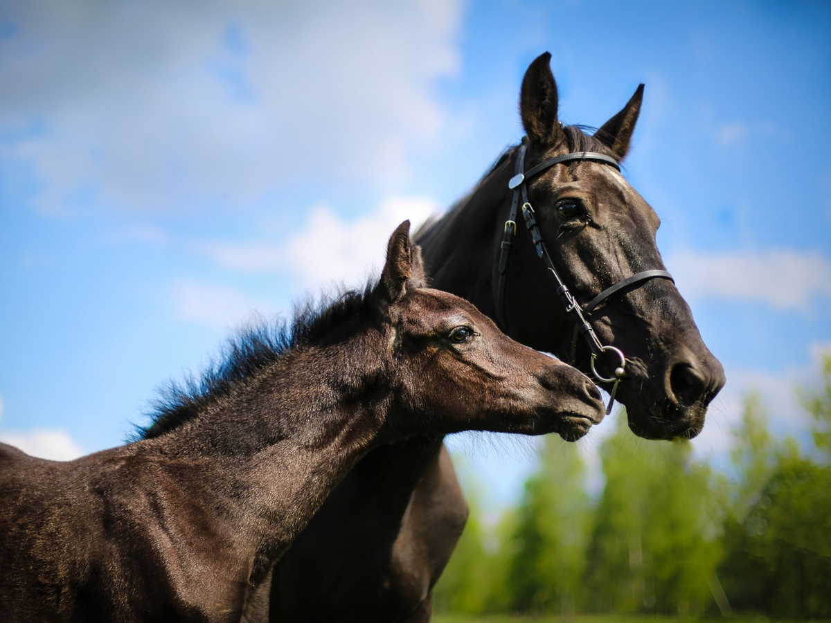 В гости к орловским рысакам! (с посещением Музея Калгановского конного завода и Иоанно-Богословского Череменецкого монастыря)